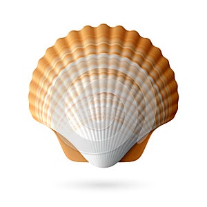 Scallop seashell photo