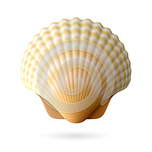 Scallop seashell