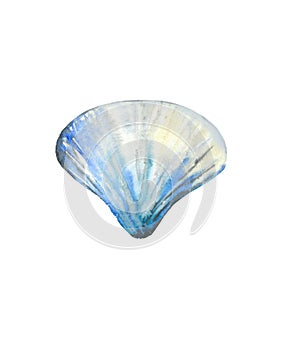 Scallop seashell. Sea creature. Ocean life. Blue watercolour illustration isolated on white background.