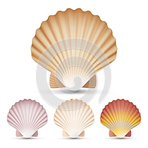 Scallop Seashell Set Vector. Exotic Souvenir Scallops Shell On White Background Illustration