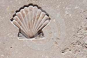 Scallop Seashell - Symbol of Pilgrimage