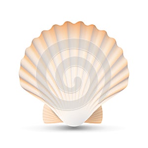Scallop Seashell Vector. Beauty Exotic Souvenir Scallops Shell Isolated On White Background Illustration photo