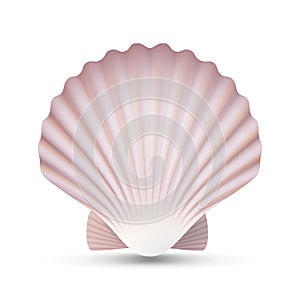 Scallop Seashell Vector. Ocean Mollusk Sea Shell Close Up. Isolated. Illustration