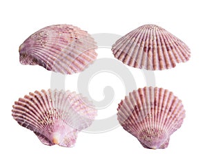 Scallop shall isolated on white