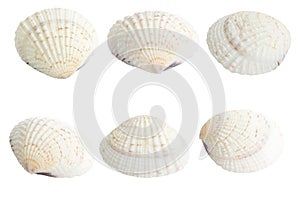 Scallop shall isolated on white