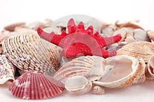 Scallop shell