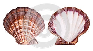 Scallop shell