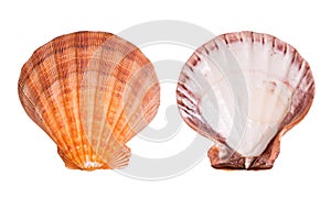 Scallop shell