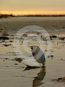 Scallop Shell on Beach