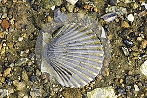 Scallop shell on beach
