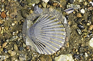 Scallop shell on beach photo