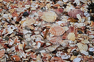 Scallop shell beach on Isle of Man