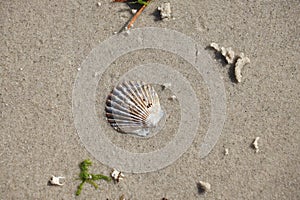 Scallop shell embedded in sand