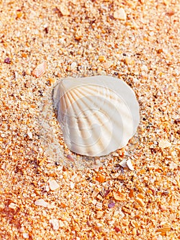 scallop shell on golden sand on the beach