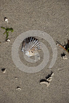 Scallop shell in a grainy sand background