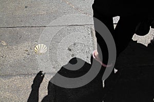 Scallop shell, iconic symbols of the Camino de Santiago pilgrimage in Spain