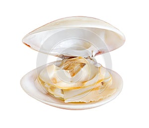 Scallop shell with meat raw open sashes, isolated on white background with clipping path photo