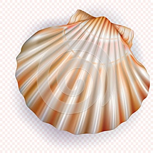 Scallop shell mollusk on a transparent background