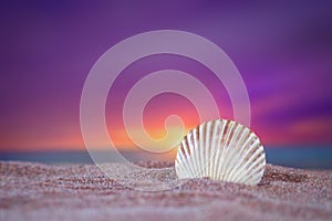Scallop shell in the ocean sand under a beautiful sunset