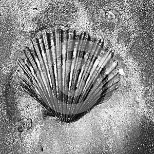 Scallop shell partially buried in the sand on the beach