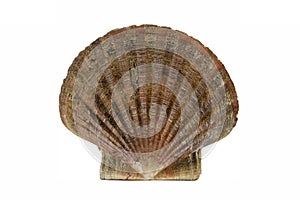 Scallop shell, (Pecten maximus)