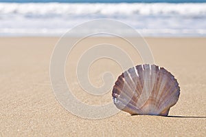 Scallop shell in sand.