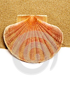 Scallop shell on the sand