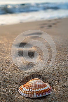 Scallop shell on the sand beach, blurred background