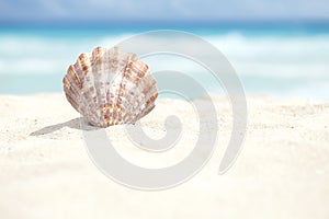 Scallop Shell in the Sand Beach of the Caribbean Sea