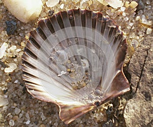 Scallop shell and sand in water