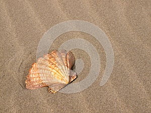 Scallop Shell on a Sandy Beach