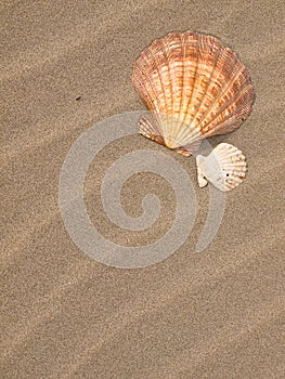 Scallop Shell on a Sandy Beach