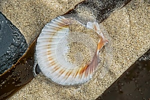 Scallop Shell And Seaweed