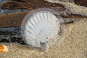 Scallop Shell And Seaweed