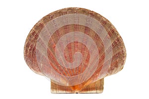 Scallop shell or shell of Saint James