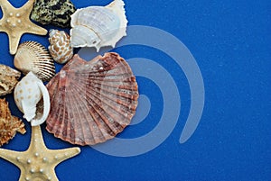 Scallop Shell and Starfish over Deep Blue background. Close-up view. Summer and Holliday Concept. copy space. photo