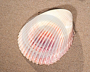 Scallop Shell on wet sand on the beach at sunrise.