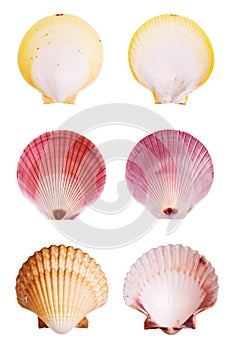 Scallop shells