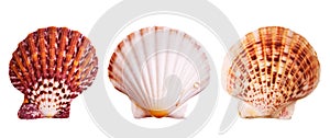 Scallop shells
