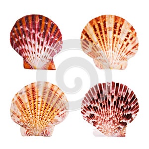 Scallop shells