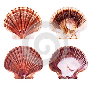 Scallop shells