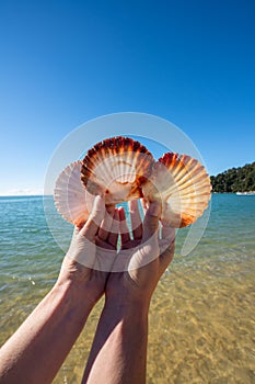 Scallop shells on the beach in the Abel Tasman National Park, New Zealand