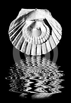 Scallop shells in black and white