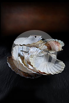 Scallop Shells