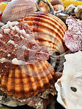 Scallop shells of saltwater clam or marine bivalve