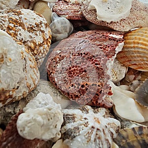 Scallop shells of saltwater clam or marine bivalve