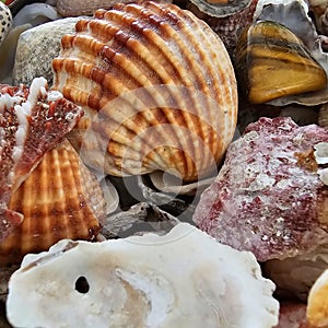 Scallop shells of saltwater clam or marine bivalve