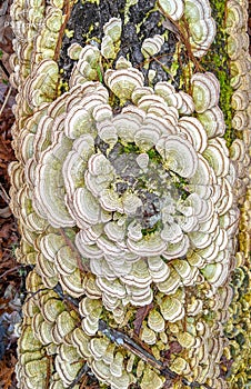 Scalloped Fungi on a tree