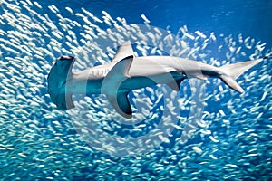 Scalloped hammerhead shark surrounded by fish