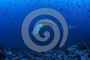 Scalloped hammerhead shark swims over the coral platform at Darwin Arch, Galapagos